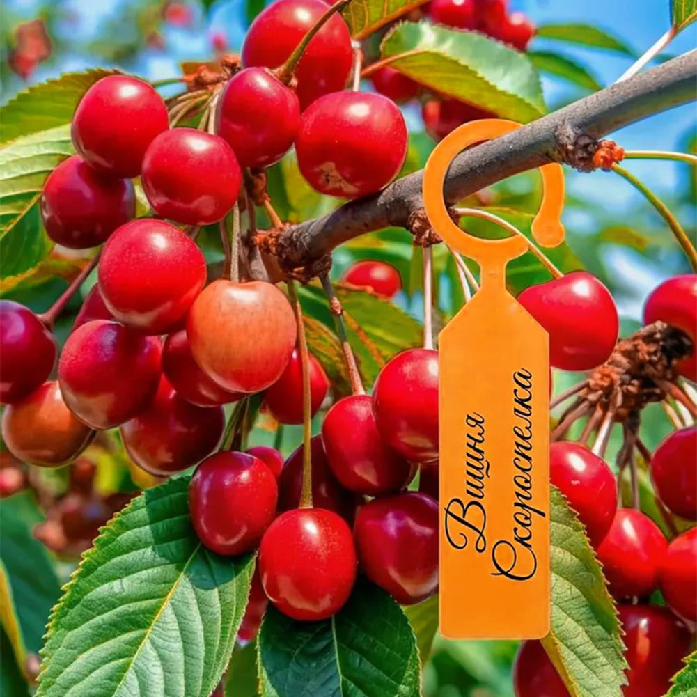 庭の植栽用タグリングフック、ツリーマーカー、サイン、プラスチ - Plant Label Tags のレビューと価格