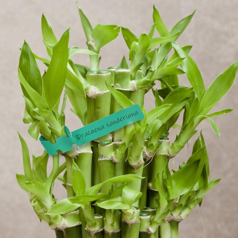 植物タグ / 植木の識別タグ / ガーデニングラベル / 庭 - Plant Label Tags のレビューと価格